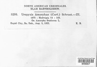 Uropyxis amorphae image